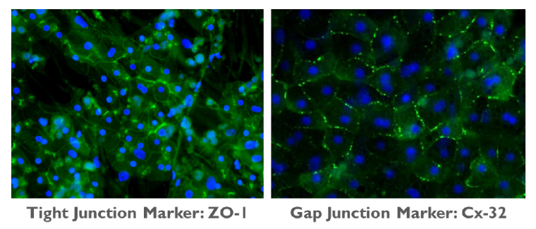 Representative images of primary human hepatocytes forming native cell-cell interactions in TruVivo.